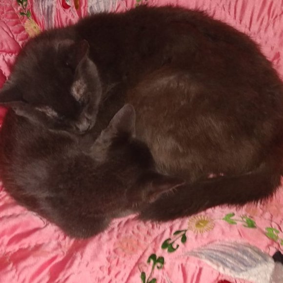 ๐๐๐CHEROKEE'S FERAL HAVEN๐๐๐ - Picture 2 of 14